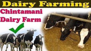 Dairy Farming: Chintamani Dairy Farm - 2016