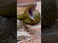 Has a snake made a nest in your house?😱#shorts#facts#snakeburrow#itstrue