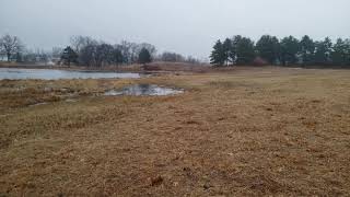 Decker Terrier Chase Geese