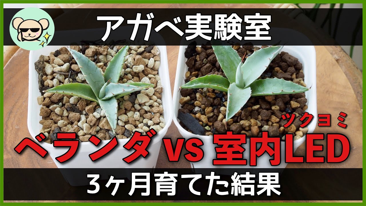 アガベに最適 排水性抜群のベラボンで植えてみた アガベ実験室 3 多肉用ベラボン サキュレント Youtube