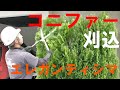 コニファー(エレガンティシマ)　頭下げ・刈込の方法を解説！！　～Pruning of the conifer～