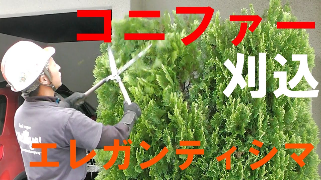 コニファー エレガンティシマ 頭下げ 刈込の方法を解説 Pruning Of The Conifer Youtube