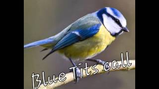 Blue Tits call