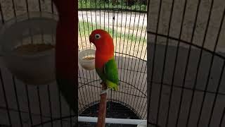Lovebird Biola Green Super Pedas