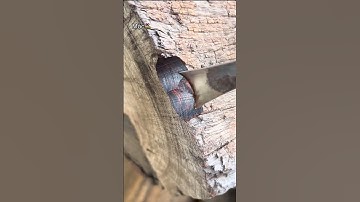 Test Khúc Gỗ Trắc || Mộc GO DND