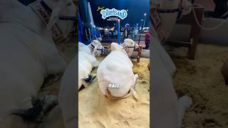 DILPASAND Cattle Farm Ki Heavy Collection 2026💙 #foryou #shorts #ytshorts #viralreels #fyp #short