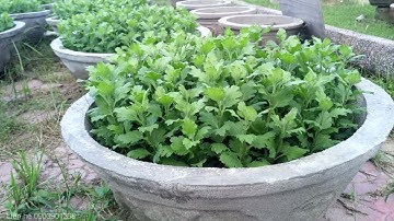 Cúc pha lê chậu 7 sau khi trồng 1 tháng đã cắt cơi lần 1