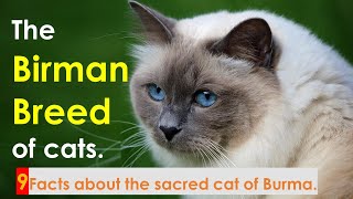 The Birman breed of cats. 9 Facts worth knowing. by My Pet Checkup 66 views 1 year ago 8 minutes, 45 seconds