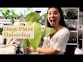 Huge Plant Unboxing | Philodendron, Anthurium, Monstera, Caladium, Scindapsus & more