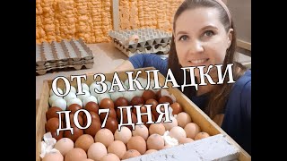 ИНКУБАЦИЯ / ЗАКЛАДКА ЯИЦ / НОВЫЙ ИНКУБАТОР ДЛЯ ЯИЦ / Крестьянская Жизнь