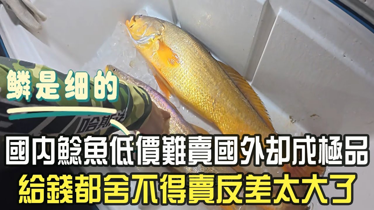 國內鲶魚低價難賣國外卻成極品，給錢都舍不得賣反差太大了
