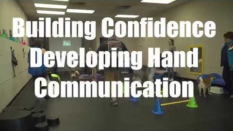 Building Confidence Developing Hand Communication with Show Dogs
