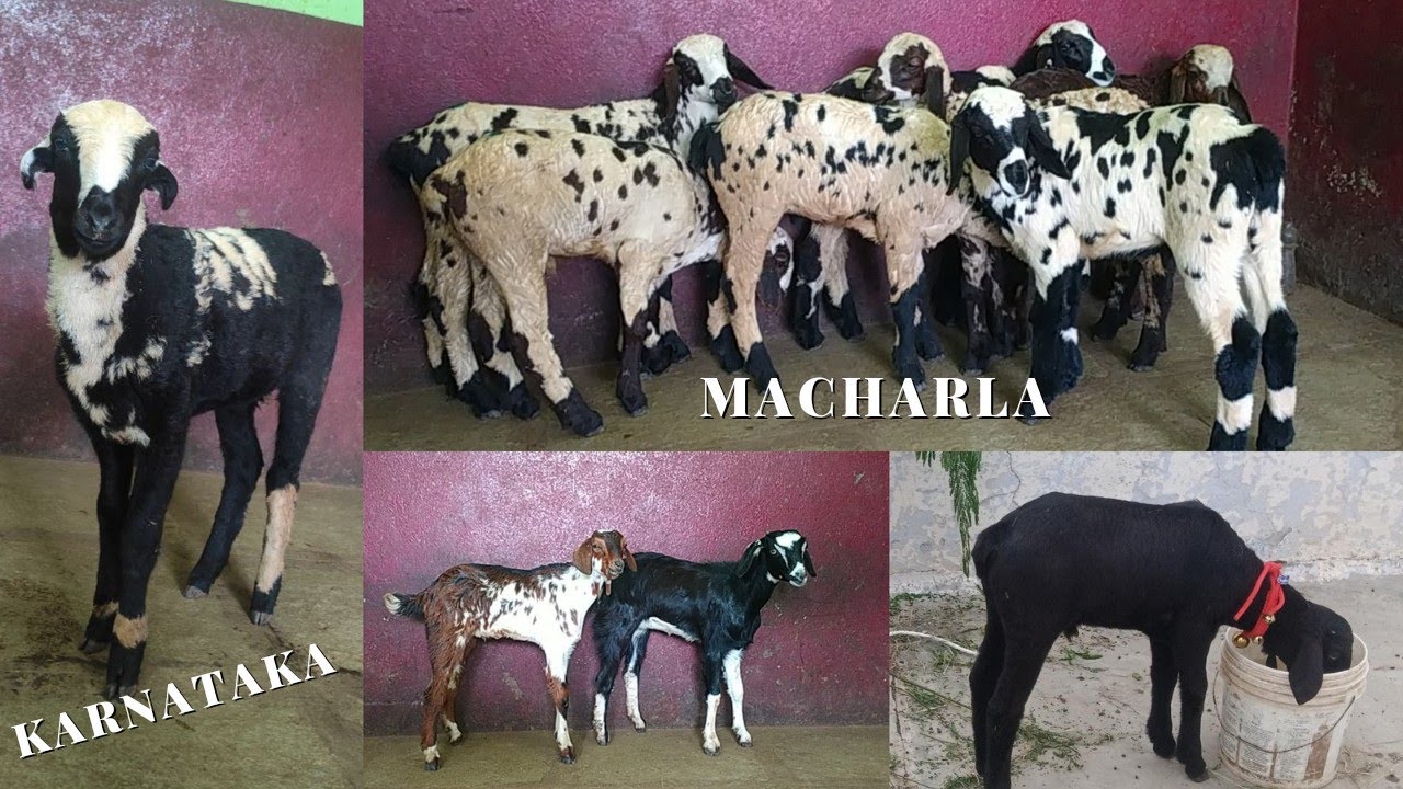Karnataka Macharla kodi Breed Goat's & Sheeps available contact 8121270400