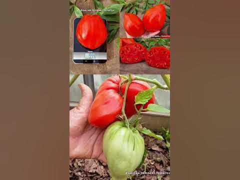 ХИТ сезона🍅 Семейный Реликтовый сорт томата родом из Италии📍 - YouTube