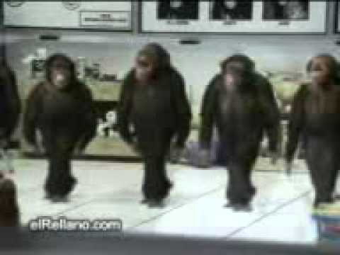 Komik Videolar Laz Maymunlar