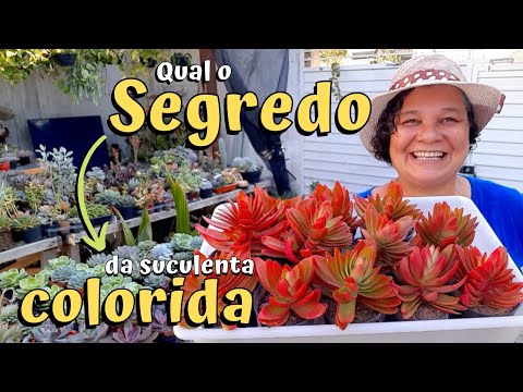 Vídeo: Cuidando das suculentas Crassula - Dicas para cultivar a planta Crassula Red Pagoda