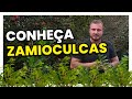 ZAMIOCULCA | Um linda planta para se ter DENTRO DE CASA | Murilo Soares