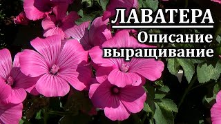 Прекрасная ЛАВАТЕРА - очаровательный однолетник   Описание Рекомендации по выращиванию