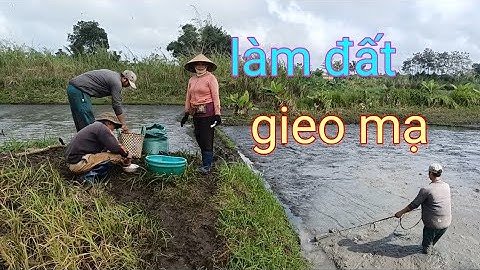 Cận cảnh bà con nông dân làm đất gieo sạ lúa đầu vụ || Thánh Mõm TV