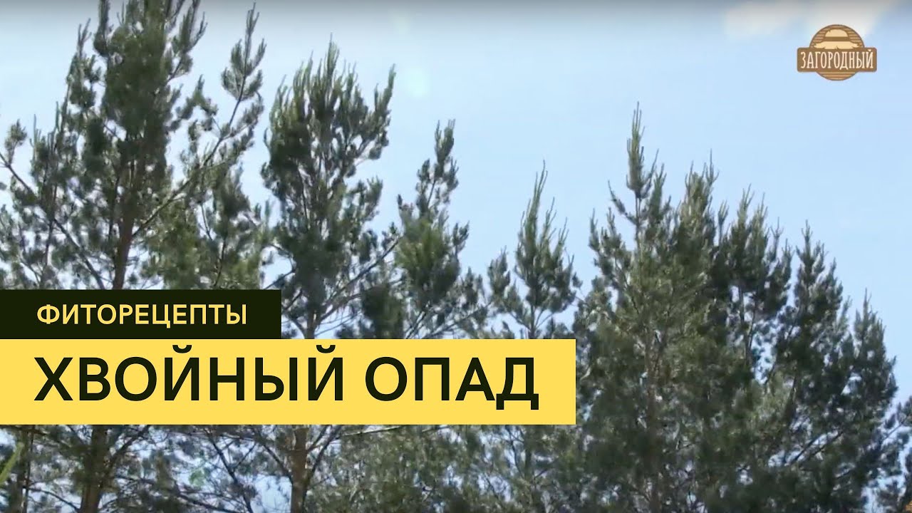 Хвойный опад \ Мульча из хвои \ Фиторецепты - YouTube