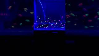 Glow Fish.with Blue Light