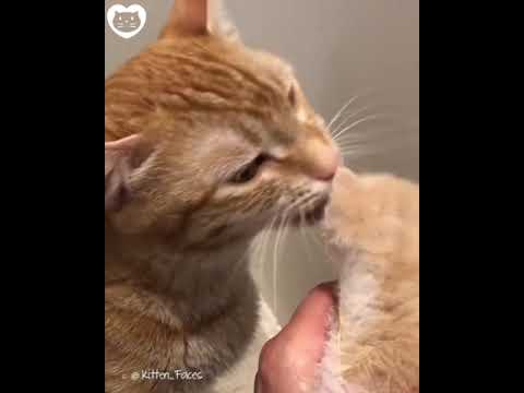 Rescued Cat Mom Reunited with Her Kittens