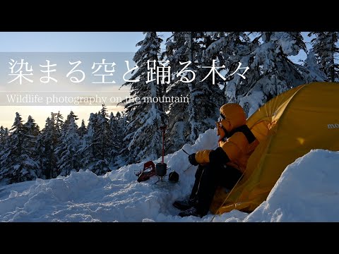 【風景写真】染まる空の下で踊る木々・厳冬期テント泊｜Landscape photography Japan