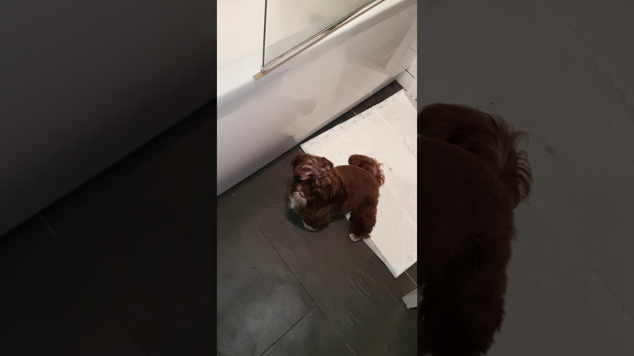 Dog wants in shower YouTube