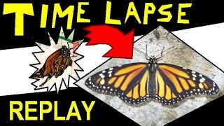 Time Lapse rePLAY - Monarch Butterfly's New Wings Unfolding