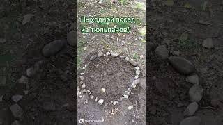 #выходные #lorazin #тюльпаны #радость