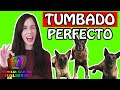 TRUCOS que NADIE TE ENSEÑA para ENSEÑAR a un PERRO a TUMBARSE