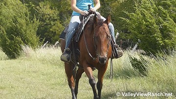 Stylish Molly Rey - trail riding 2! - ValleyViewRanch.net
