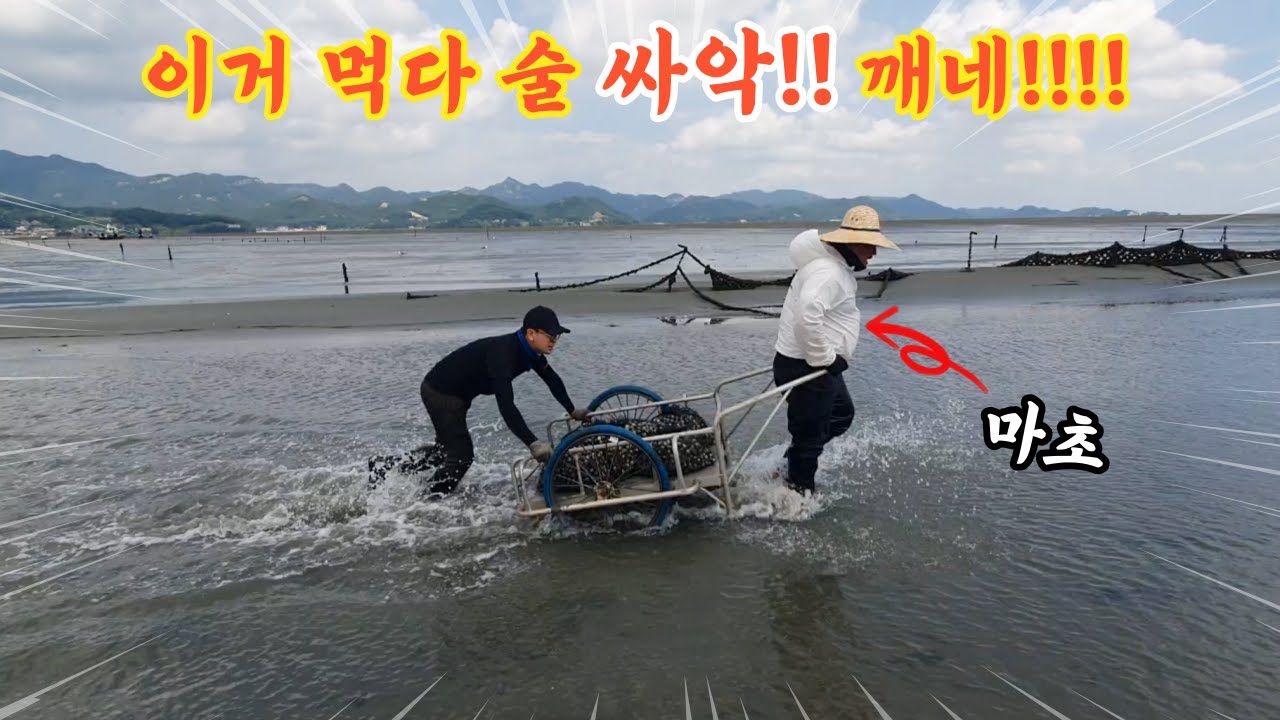 갯벌 바닥 긁어서 이거 먹으면 술 깨는 최고의 술안주!! 동죽 조개 직접 캐서 먹어보자!!!