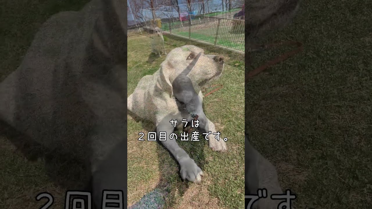 盲導犬繁殖犬サラと盲導犬繁殖犬エスティのご紹介 #shorts
