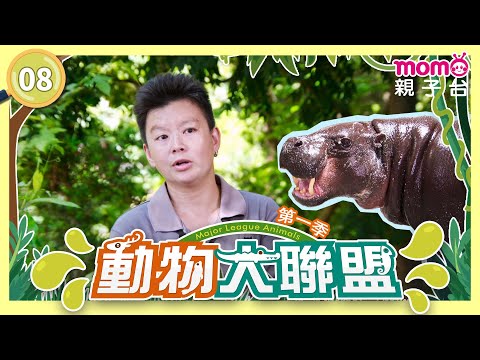 EP08 喜歡泡在水裡的倭河馬 Pygmy Hippopotamus｜完整版｜動物介紹｜寫實紀錄｜《動物大聯盟第1季》｜momokids親子台