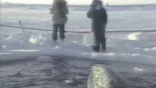 Barrow Ceremony And Gray Whale Rescue---Sept. 29Th. 1988.Mov