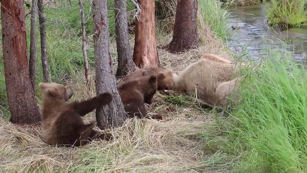 Three Cute Brown Bear Cubs Play and Wrestle for Six Minutes Straight