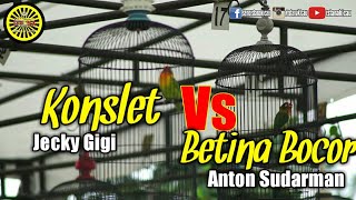 Download lagu #lovebird #konslet Lovebird Konslet Vs lovebird Betina bocor