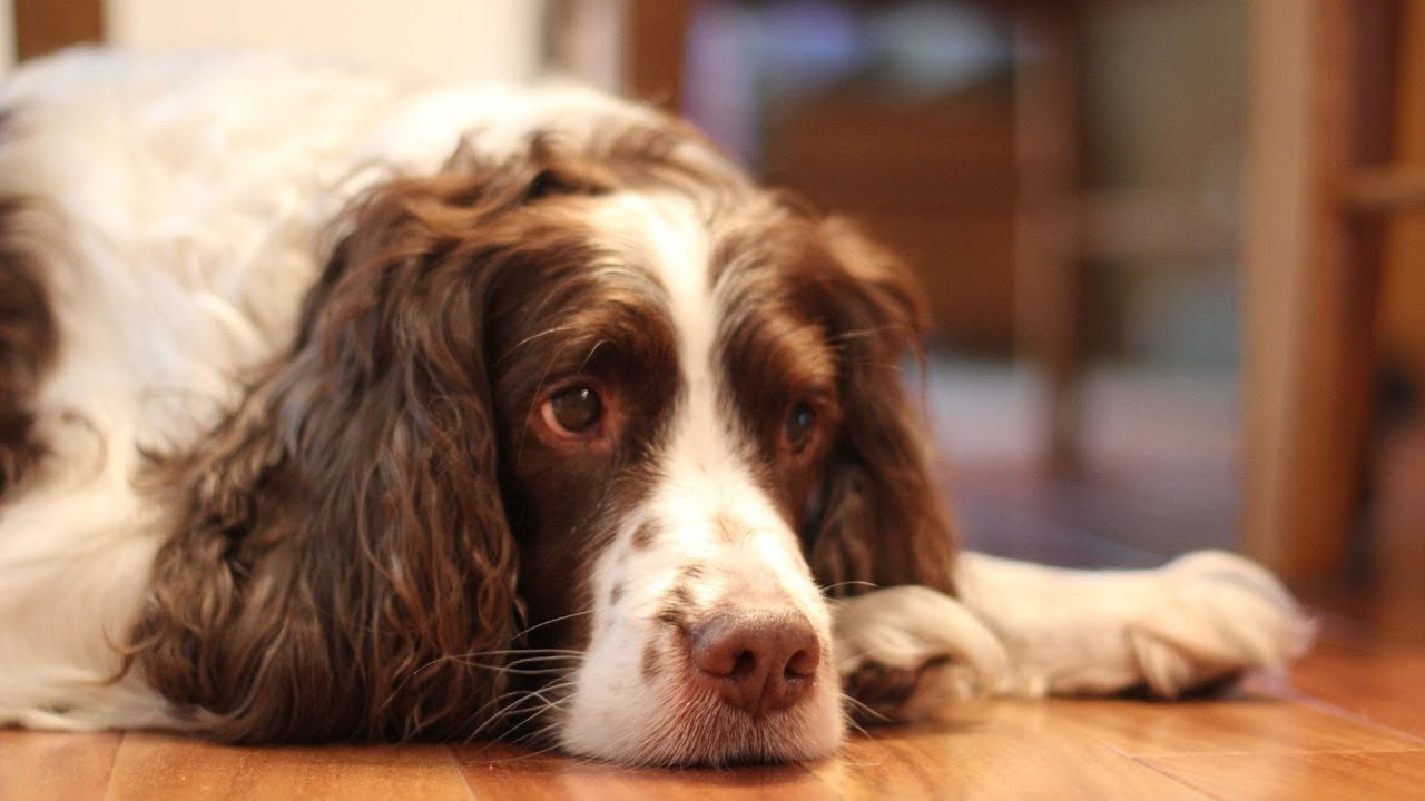 Keeping Your English Springer Spaniel Mentally Stimulated