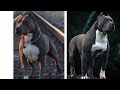 huge and amazing  pitbull dogs compilation