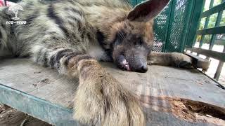 Indian Striped Hyena hit by a vehicle RESCUE and RELEASED | Eco Echo Foundation | Forest department