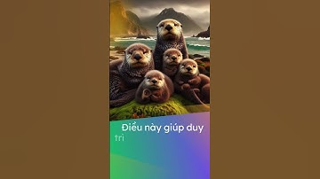 Sự thật về rái cá biển nắm tay khi ngủ #shorts #dongvat #raicabien