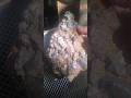 Paleozoic Period Chert Bed Cemented Rock