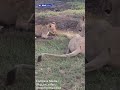 Lioness pushes her annoying cub backwards into river