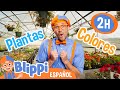 ¡Aprende los colores y flores! | Blippi Español | Videos educativos para niños | Aprende y Juega