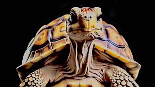 Happy turtle day video #redfoot #leopard #sulcata #russian #aldabra #greek #Rhino