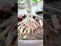 Program akar bonsai waru #shorts