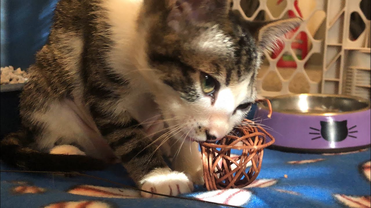 Foster Kittens Got Spayed and Neutered! 
