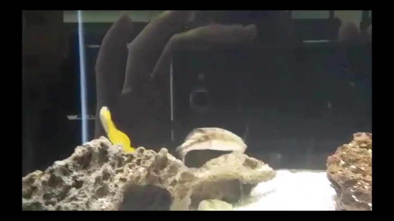 Aquarium fish throw up the tiny stones/Аквариумная рыбка бросает крошечные камни YouTube