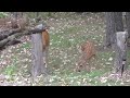 Doe &amp; twin fawns @ the Watering Hole, part 2